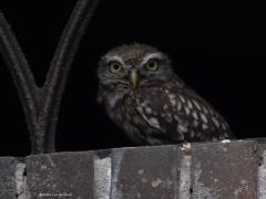 Steenuil  20250817  De Wildert