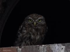 Steenuil  20250817  De Wildert