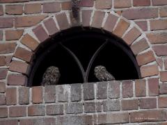 Steenuil  20250817  De Wildert