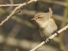 Tjiftjaf  20250922  Vanmorgen in de Moeren lieten meerdere tjiftjaffen nog steeds af en toe hun liedje horen. Misschien omdat de zon scheen, of omdat het een erg makkelijk liedje is. Dat laatste zal wel niet aan de orde zijn. Maar best laat in het seizoen is het wel.