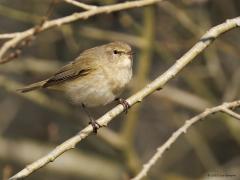 Tjiftjaf  20250319  Aa of Weerijs Kaarschot