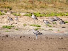Wulp  20250902  Een kenmerkend beeld nu. Een wulp in een waterplas maar dan wel met droge poten. Al het water in deze plas is verdwenen. De grond is verhard. De vogels vinden er geen voedsel meer. Kortom, het is dit jaar problematisch te droog. Die paar spetters die ik vanavond zag vallen veranderen daar helemaal niets aan. Hoe groot zijn de gevolgen voor het vogelleven?