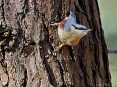 Boomklever  20251007  We kunnen hier in Zundert het hele jaar door genieten van dit mooie en unieke vogeltje. Uniek omdat dit de enige vogelsoort is die van boven naar beneden over een boomstam kan lopen. Je moet er voor naar een tuin, park of bos waar loofbomen staan, liefst ook grote en oude loofbomen. De roep is luid en goed herkenbaar. Ook kenmerkend is het met modder dicht metselen van te grote openingen van de boomholtes waarin gebroed wordt. Er blijft zo maar een kleine opening over waardoor de kleve