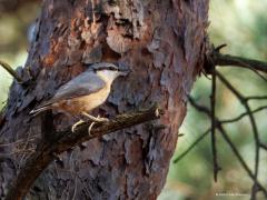Boomklever  20251007  We kunnen hier in Zundert het hele jaar door genieten van dit mooie en unieke vogeltje. Uniek omdat dit de enige vogelsoort is die van boven naar beneden over een boomstam kan lopen. Je moet er voor naar een tuin, park of bos waar loofbomen staan, liefst ook grote en oude loofbomen. De roep is luid en goed herkenbaar. Ook kenmerkend is het met modder dicht metselen van te grote openingen van de boomholtes waarin gebroed wordt. Er blijft zo maar een kleine opening over waardoor de kleve