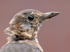 Merel  20251014  Tuin