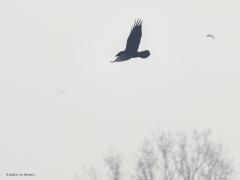 Raaf  20251122  Rielsche Heide