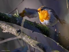 Roodborst  20251107  Krochten