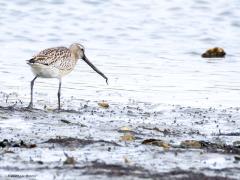 Rosse Grutto  20251028  Nee, hier in Zundert zul je er geen een tegen komen. De rosse grutto moet je zoeken in Zeeland of op de Wadden want de soort is sterk aan zoute en brakke wateren gebonden. Daar kun je, op juni na, er eentje tegen komen. Maar tijdens de trek, vooral in augustus en september, is de kans veel groter. Dan kunnen er wel een kleine 200.000 langs onze kust vertoeven. Ze kunnen er heel verschillend uit zien, sommige mannetjes vertonen nog de diep rode kleur van het zomerkleed, maar meestal z
