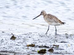 Rosse grutto  20251018  Wissenkerke