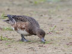 Smient  20251018  Wissenkerke