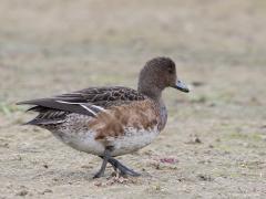 Smient  20251018  Wissenkerke