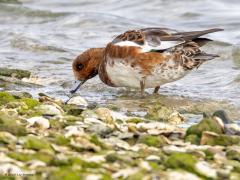 Smient  20251018  Wissenkerke Oesterhaven