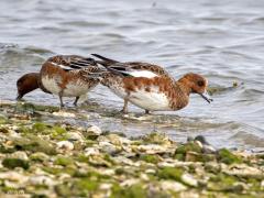 Smient  20251018  Wissenkerke Oesterhaven