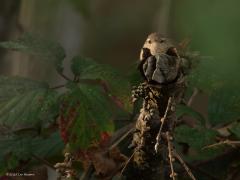 Winterkoning  20251009  De Reten