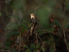 Winterkoning  20251009  De Reten