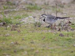 Witte kwikstaart  20251018  Wissenkerke
