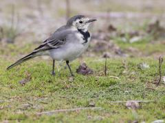 Witte kwikstaart  20251018  Wissenkerke