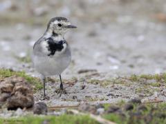 Witte kwikstaart  20251018  Wissenkerke