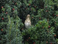 Zanglijster  20251017  Ik heb een grote taxus staan in mijn tuin. Daar hangen nu veel rode vruchtjes in, een soort bessen. Er zijn dieren die dood gaan als ze er van eten, zoals paarden dacht ik. Maar lijsters lusten er wel pap van. Ik zie nu meerdere zanglijsters bessen stelen. Dat gaat hard, ben bang dat er al over enkele dagen geen bessen meer over zijn voor bijvoorbeeld de koperwieken die normaliter over een maand deze taxus nog wel eens opzochten voor een maagvulling.