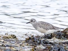 Zilverplevier  20251018  Colijnsplaat