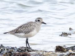 Zilverplevier  20251022  Op de wadden of in Zeeland, daar bij de zoutwatermilieus, kun je het hele jaar door een zilverplevier tegen komen. Maar nu in oktober en ook in mei is de kans duidelijk het grootst omdat er dan doortrek is. Het zijn echte buitenlanders die grote reizen maken. De hier doortrekkende en overwinterende vogels komen uit  Noordoost-Canada en arctisch Rusland oostelijk tot het Taimyr-schiereiland.