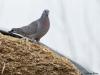 Holenduif  20200920  De boeren zijn hun voerkuilen weer aan het opmaken. Er wordt weer volop mais van het land gereden. Al die maisresten, al dat voer, dat moet toch een feest zijn voor o.a. deze holenduiven zou je denken. Is dat ook aan de populatiegrootte te herkennen?