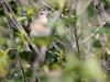 Tuinfluiter  20230513  De afgelopen twee weken is de beste tijd om de tuinfluiter in beeld te krijgen. Ze zijn dan het talrijkst aanwezig, laten veelvuldig hun gebrabbel horen en er zit nog weinig blad aan de struiken. Er zijn er dan zo veel omdat er nog veel doortrek is. Later in de zomer zie je de overblijvers niet vaak meer omdat ze erg graag verscholen blijven achter takjes en blaadjes binnenin struiken. Dit exemplaar is een hele mooie vind ik omdat ie zo licht is en een mooie lichte bruine tint laa