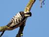 Kleine bonte specht  20240117  Precies een week geleden scheen de zon rond de middag, echt waar. Toen spotte ik deze kleine specht hoog in een boom in de Waaienberg. Klein betekent hier een lichaamslengte van 14 tot 16 cm, de vleugels geheel gespreid meet een spanwijdte van 25 tot 27 cm. De soort is duidelijk seksueel dimorf wat betreft de koptekening. Alleen het mannetje heeft een rode kruin, aan de zijkanten gebiesd met een zwarte streep. Het vrouwtje heeft een geheel zwarte kruin en is dus geheel 