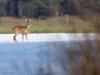 Ree  20240121  Gistermiddag zag in de Lange Maten op grote afstand een ree een besneeuwde akker oversteken. Ondanks die grote afstand werd ik natuurlijk wel gespot door het mooie dier. Gespot wellicht meer met de oren dan met de ogen? De oorschelpen zijn in ieder geval precies op mij gericht. Voor in het bos te verdwijnen werd nog even terug gekeken naar het mooie witte landschap.