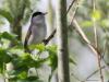 Zwartkop  20240417  In het vroege voorjaar met nog weinig blad aan bomen en struiken lukt het wel om het mannetje van de zwartkop leuk in beeld te krijgen. Meneer is een drukke zanger en verraadt zo zijn aanwezigheid. Een beetje nieuwsgierig is ie ook wel en dat betekent dat ie soms niet te ver weg in beeld te nemen is.
