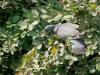 Houtduif  20250608  Tuin