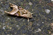 Agaatvlinder-Phlogophora-meticulosa-20130923g800IMG_0552a.jpg