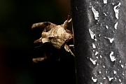 Agaatvlinder-Phlogophora-meticulosa-20130923g800IMG_0567a.jpg