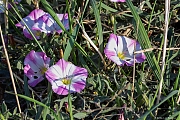 Akkerwinde-202608101A1A6205acrfb-Calfven.jpg
