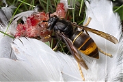 Aziatische-hoornaar-20260908g14401A1A7009avcrfb-Tuin.jpg