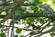 Blauwborst-20250516g14401A1A7968avcrfb-Zondereigen.jpg