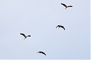 Blauwe-reiger-20240711g14401A1A2573atcrfb-Oude-Buisse-Heide.jpg