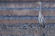 Filename=Blauwe-reiger-20250324g14401A1A4262atcrfb-De-Matjens.jpg
Filesize=721KiB
Dimensions=1280x960
Date added=May 21, 2025 Blauwe-reiger-20250324g14401A1A4262atcrfb-De-Matjens.jpg