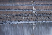 Blauwe-reiger-20250324g14401A1A4262otcrfb-De-Matjens.jpg