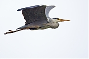 Blauwe-reiger-20250529g14401A1A9140atcrfb-Maatjes.jpg