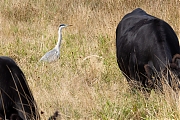 Blauwe-reiger-20250924g14401A1A3154acrfb-Rondgors.jpg