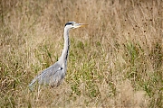 Blauwe-reiger-20250924g14401A1A3184acrfb-Rondgors.jpg