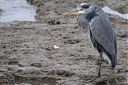 Blauwe-reiger-20251018g14401A1A3810avcrfb-Colijnsplaat.jpg