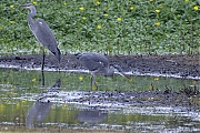 Blauwe-reiger-20260815g1000A1A6560avcrfb-Maatjes-Riethoek.jpg