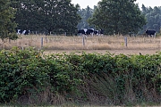 Bleke-Heide-Klauwier-20260806g14401A1A5972mkcrfb-Bleke-Heide.jpg