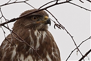 Buizerd-20120302g800IMG_2569h.jpg