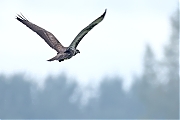 Buizerd-20240916g14401A1A7162atcrfb-Noordwaardpolder.jpg