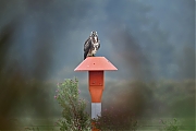 Buizerd-20240916g14401A1A7178atcrfb-Noordwaardpolder.jpg