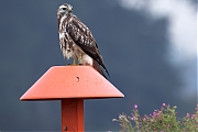 Buizerd-20240916g14401A1A7278atcrfb-Noordwaardpolder.jpg