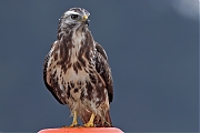 Buizerd-20240916g14401A1A7283atcrfb-Noordwaardpolder.jpg